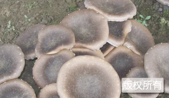 临川虎奶菇