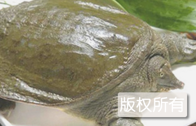 三杯脚鱼