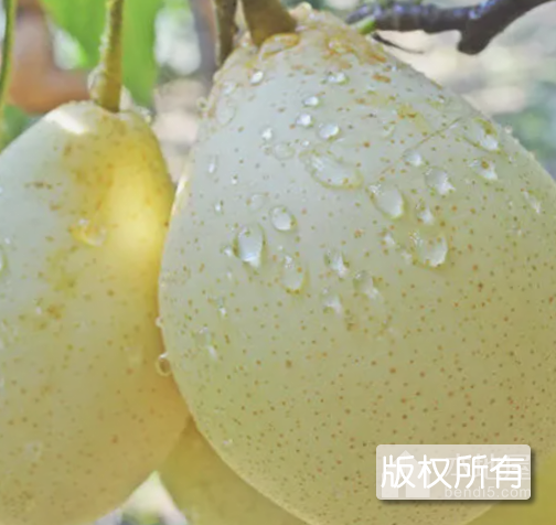 藁城鸭梨