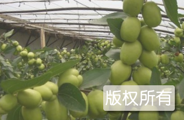 泾渭鲜枣