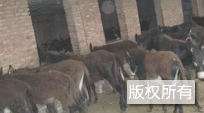 德州大驴