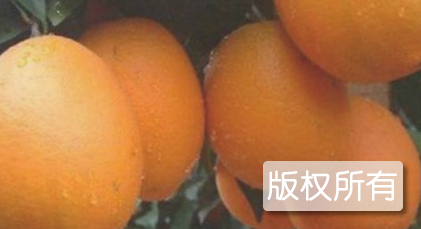 金江锦橙