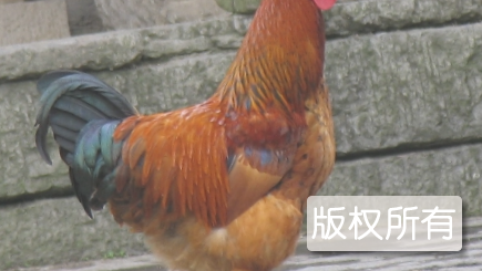 南川鸡