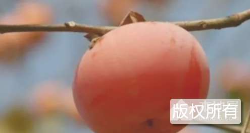 兰溪大红柿