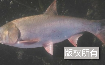 香磨山鲢鱼