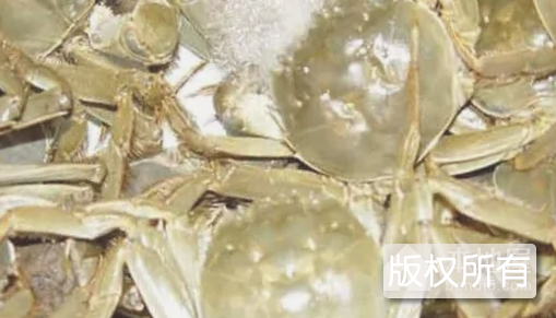 巢湖螃蟹