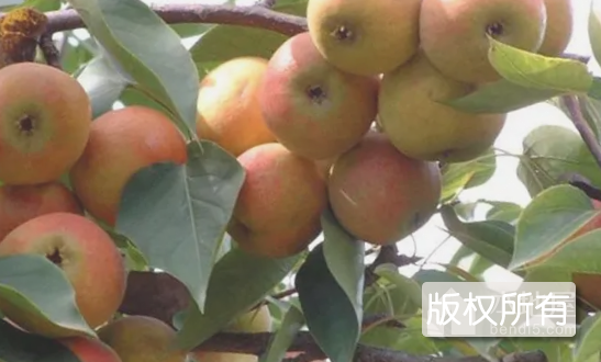 盖州尖把梨