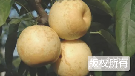 济阳水晶梨
