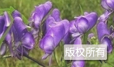 藤乌头