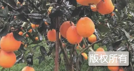 眉山脐橙