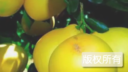 泸州九狮柚