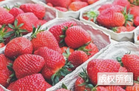 东港草莓
