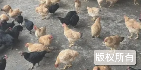 新兴鸡