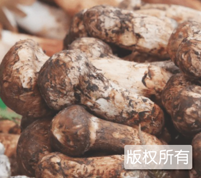 金坑香菇