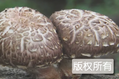 上犹野生冬菇