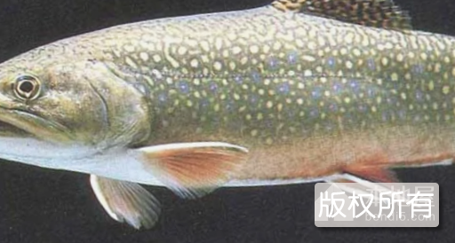 泉河虹鳟鱼