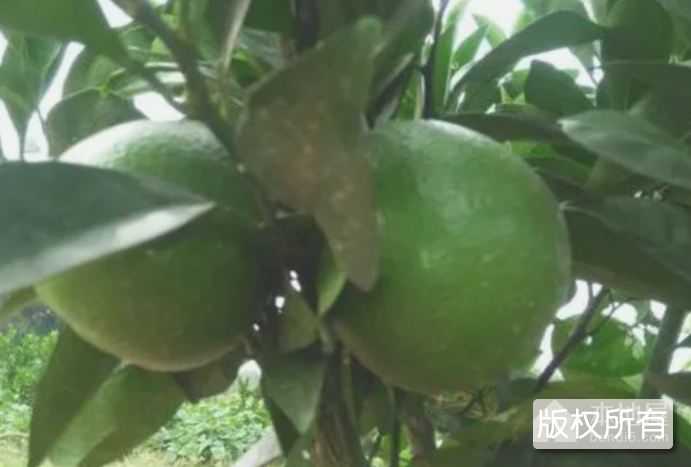 玉橙