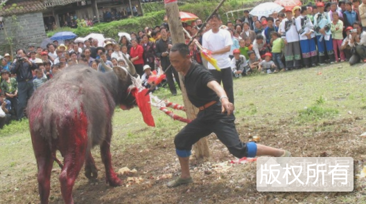 苗族椎牛祭