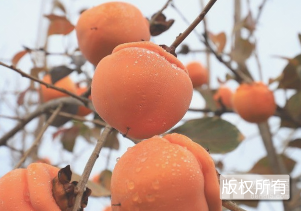 和顺柿子