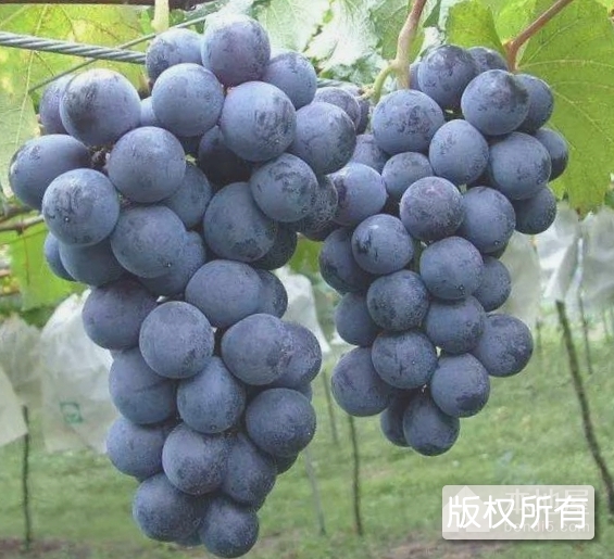 滦镇葡萄