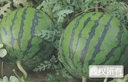 土型西瓜
