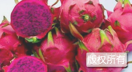 来宾火龙果