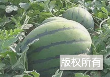 漫河西瓜