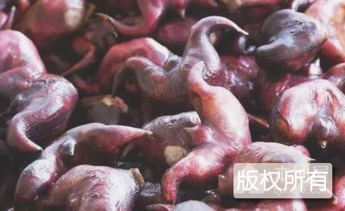 霍邱菱角