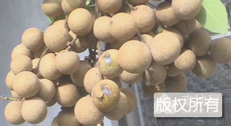 李溪石硖龙眼