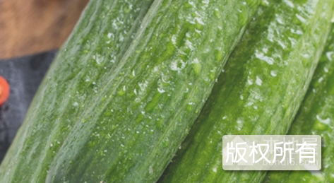 南阳湖黄瓜