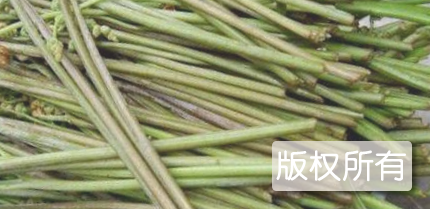 华蓥山薇菜