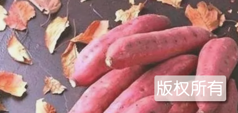仙人红薯
