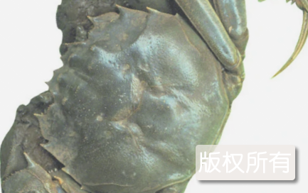 秋水湖河蟹