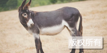 东阿黑毛驴