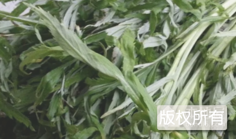 鄱阳湖藜蒿
