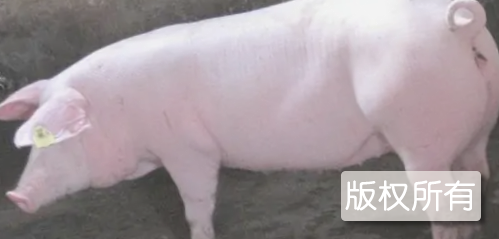 汝南瘦肉型猪