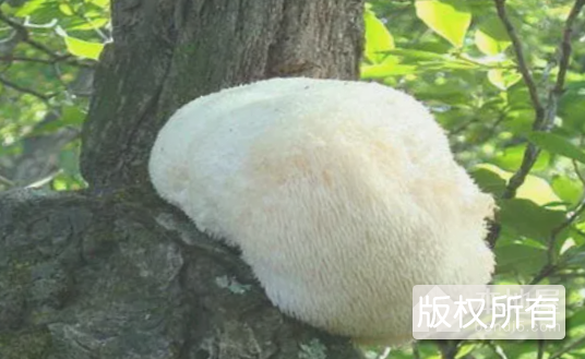 鲁山猴头