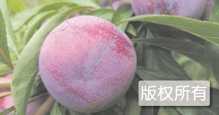 运山脆红李