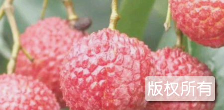 岑溪思孟荔枝