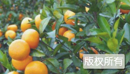 桂龙脐柑