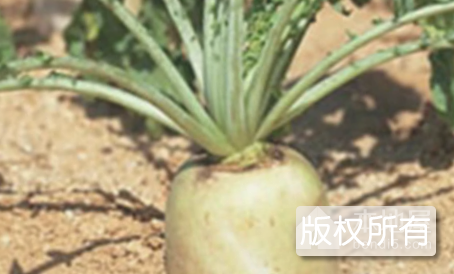 青草坝萝卜