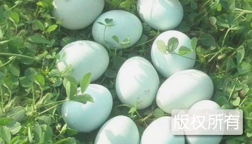 仙女牌绿壳鸡蛋
