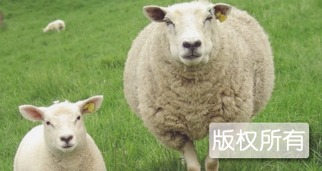 阳噶藏绵羊