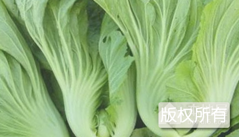 广宁大芥菜