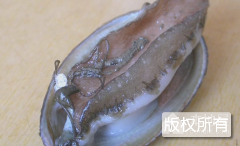 硇洲鲍鱼