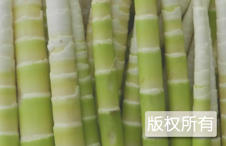 天然竹笋