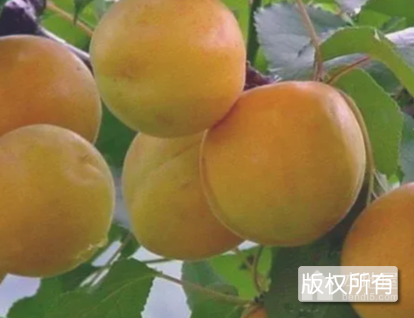 新河甜杏