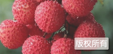 光明荔枝