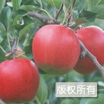 河北红星苹果