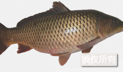 连池赤鲤